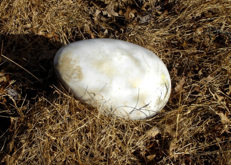 Giant Lizard Egg